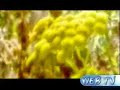 Anbe Sivam - Canadian made - ete24.cn.ms