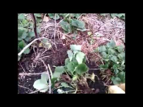 how to cut and replant strawberry runners