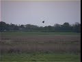 Owl in flight 2005