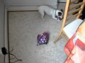 10/01/2010 : Ouverture de cadeau