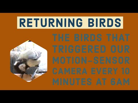 How live mealworms attract more birds to your garden – Backyard Wildlife