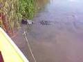 Air Boat Ride Mobile  Alabama