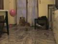 videos de il tuko