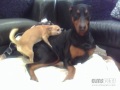 Chihuahua HUMPING Doberman