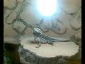 bartis neues terrarium