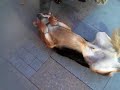 Yer Bağdat Caddesi İkbalin önü, bir sokak köpeği öylece yatıyor kaldırımın ortasında halinden memnun kendisini sevecek karnını okşayacak birisini bekliyor .. o insanları seviyor tabii insanlarda onu .. N93 ümden görüntüler