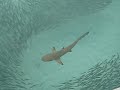 Sharks At Komandoo Island Resort Maldives
