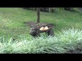 Bird Feeding In Boquete, Panama