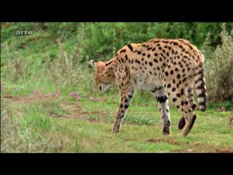Cerval