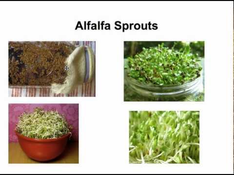 how to harvest alfalfa seeds