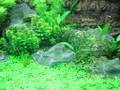 videos de Neon Tetras Com In Planted Tank