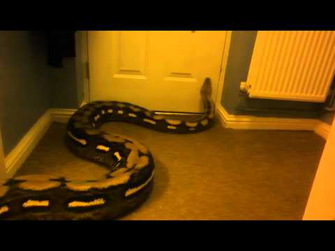 RETICULATED PYTHON