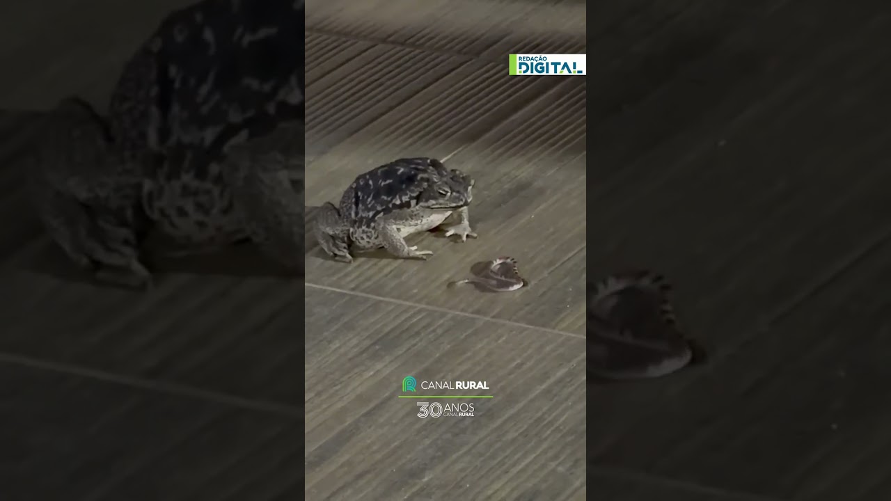 Cena mostra sapo engolindo cobra em cidade de Minas Gerais