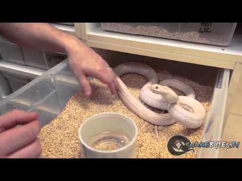 reptileshowtexasstyle - My snakes be cold. We're bringing our snakes out of hibernation and we discuss why we hibernate and the process of waking them up in this weeks show. SnakeBy...