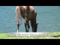 HORSES BAREFOOT equine locomotion Biomechanic
