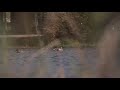 The last leaf - Short Film