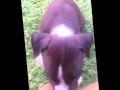 Anthony dog Aspen - YouTube