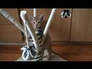 Ocicats Kittens Meulicats Ocicats Kittens Meulicats