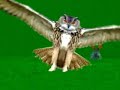 Coucou Hibou Coucou Hibou