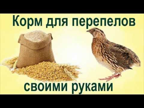 Корм своими руками перепелки Корм своими руками перепелки