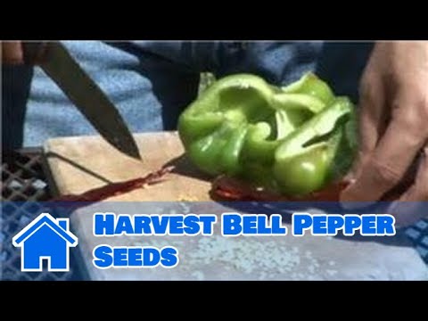 how to harvest vegetable seeds