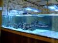 サメ水槽'(whitetip sharks in tank)01