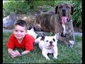 loyal friends