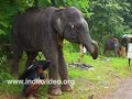 Nandilath Chandu, Baby Elephant, Pet, Vadakkumnathan Temple, Anayoottu, Kerala, India