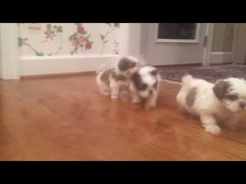 LuLu loves to run around the house with her sisters