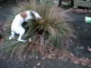 Raife, Borzoi pup Raife, Borzoi pup