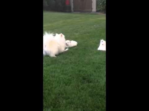 Play time of the puppies with the parents.