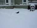 Husky in the snow (part2)