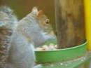 squirrel-mission