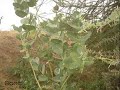 DHIRTA WADANKI HOOYO(SOMALILAND)