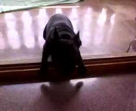 bulldog frances