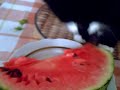 Cat & watermelon