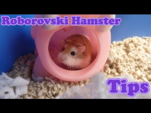 how to care for a robo dwarf hamster