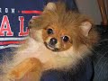 Stolen Pomeranian - Morristown, NJ