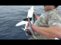 videos de blue shark kiss