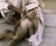 funny monkey قرد مدرب يضحك
