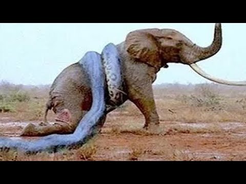 13 Great Animal Fights 