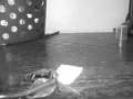 videos de Megan Cutler Flowers.mov