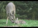 Bambi and Thumper
