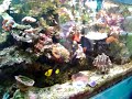 Live coral reef aquarium with mangroves