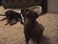 Confounded dog