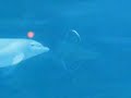 Delfines jugando con aros de agua