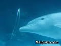 Delfines jugando con aros de agua