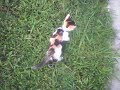 my kitten