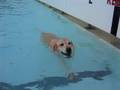 Tootie swimming at Sandcastle