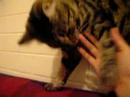 My Cat